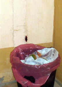 The cockroach that turned Anna and I into pathetic, screeching school girls.