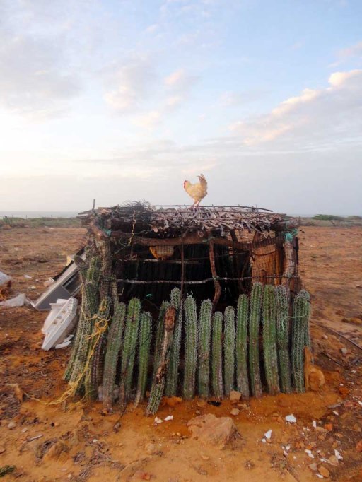 Clever protection on a chicken coop in Punta Gallinas