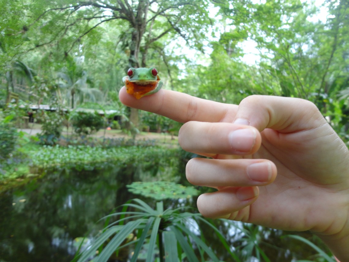 Red eyed tree frog at the rescue center