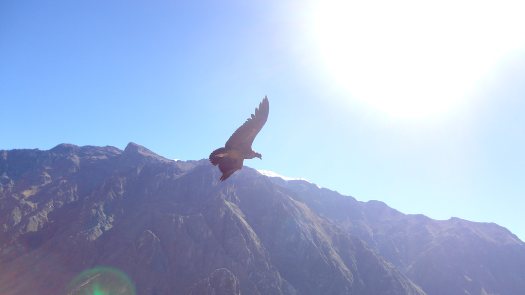 Watching the condors soar in Colca Canon