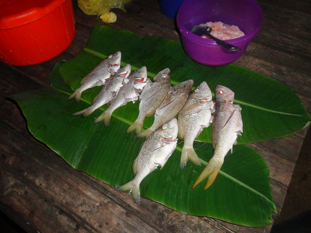 fish ready to be thrown in a hot pot for Rondon