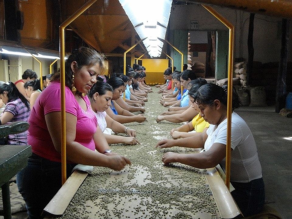 Hardworking women in a coffee factory