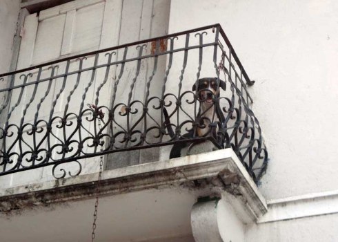 Dog on a balcony; seconds before we witness him peeing off the side