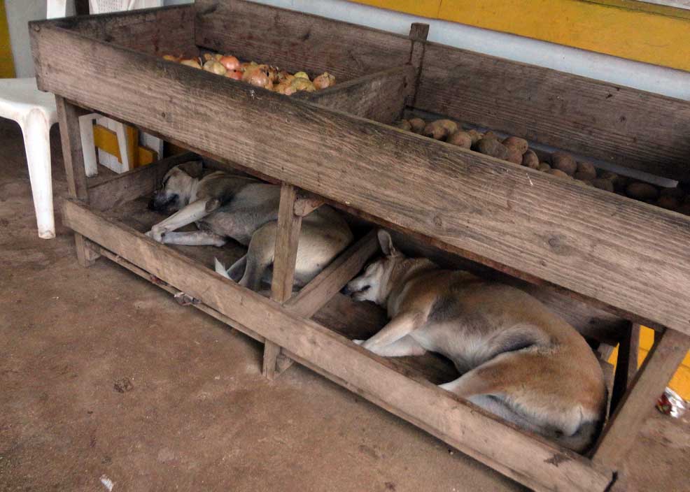 Dogs napping at a market