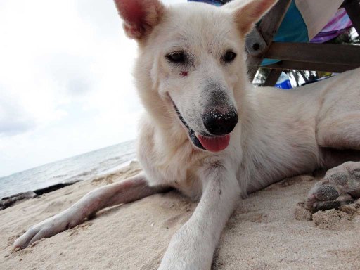 Sweet pup who followed me around while I was visiting Little Corn