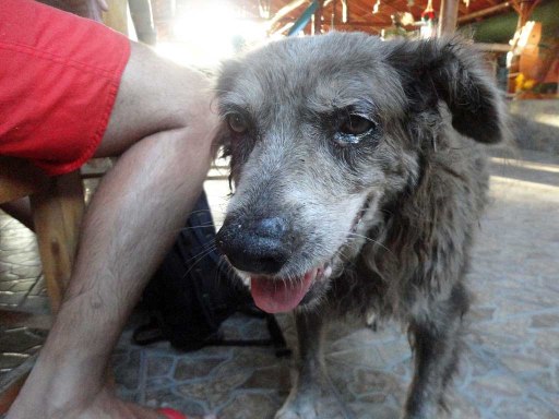 Ancient, weathered dog in Las Penitas, Nicaragua
