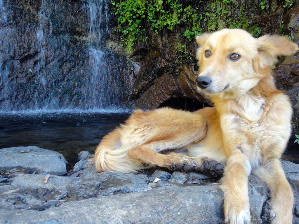 Dog posing by a waterfall in Juayua, El Salvador