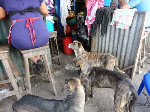 Street dogs begging in the market; Juayua, El Salvador