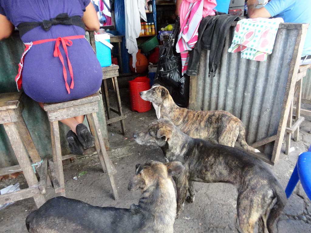 Street dogs begging in the market; Juayua, El Salvador