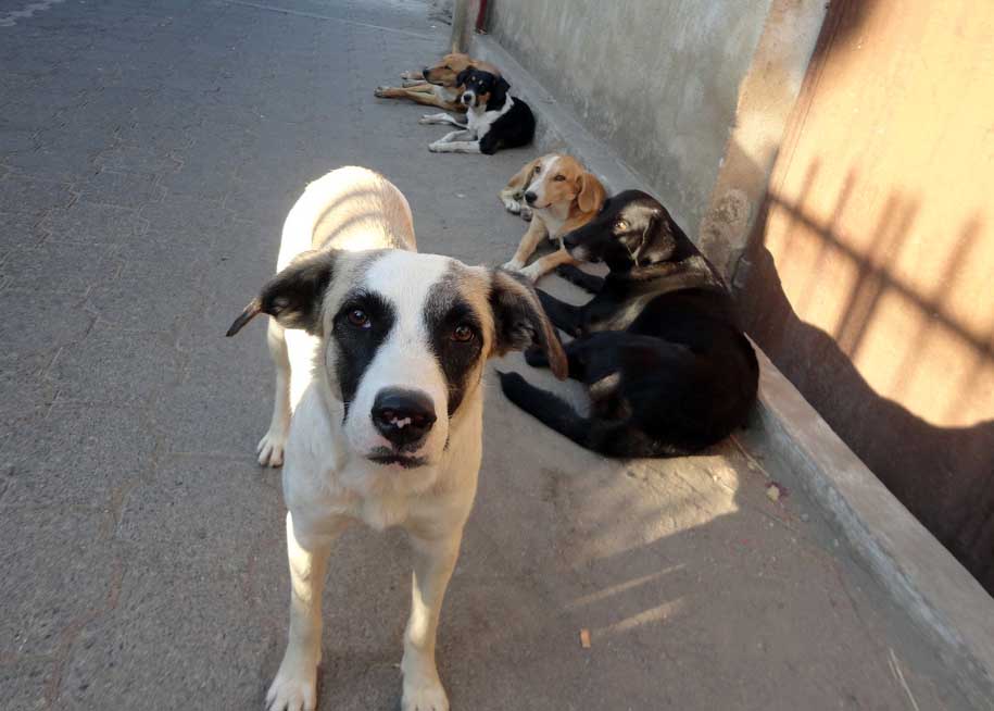 Posse of street dogs in San Pedro, Guatemala