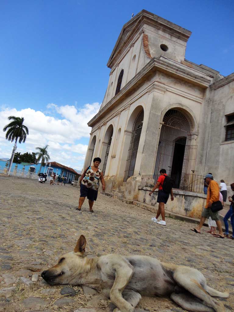 Napping street dog in Trinidad, Cuba