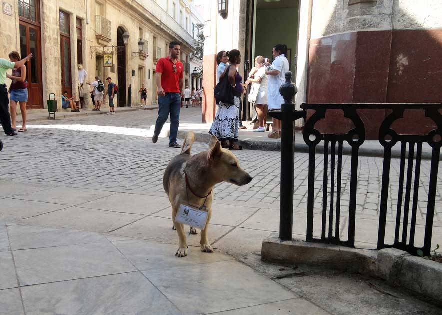 Dog "claimed" to a neighborhood in Havana, Cuba