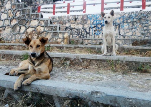 Thug dogs on the cathedral steps in San Cristobal de las Casas, Mexico