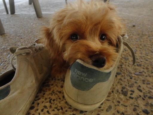 Pup enjoying some sneakers in Sayulita, Mexico