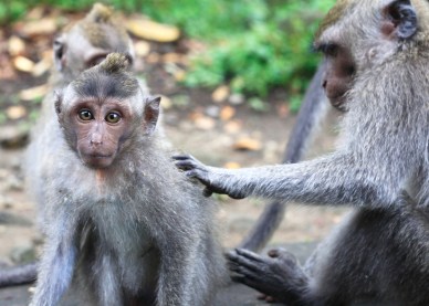 Monkeys of Monkey Forrest