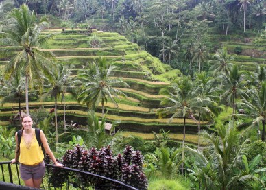 Bali rice paddies