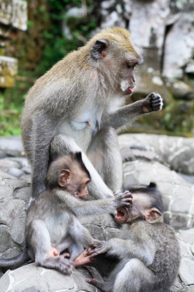 Playful little monkeys