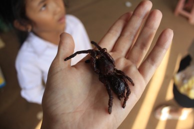 Fried Tarantula; ate this little fellow at a roadside stand in the Cambodian countryside. Crunchy, a tad hairy, nutty flavor with fishy undertones. Not terrible, but not too delicious either.