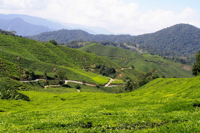 Cameron Highlands