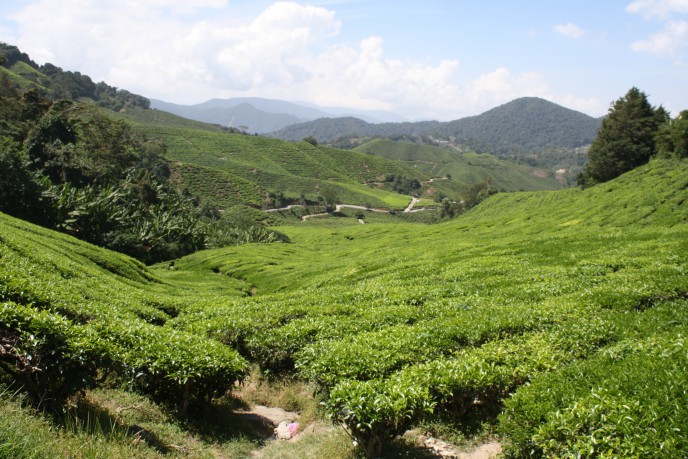 Cameron Highlands