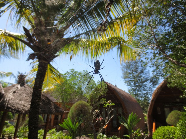 Massive spider outside our bungalow, Gili Meno