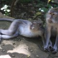 Monkeys in Ubud,&nbsp;Bali