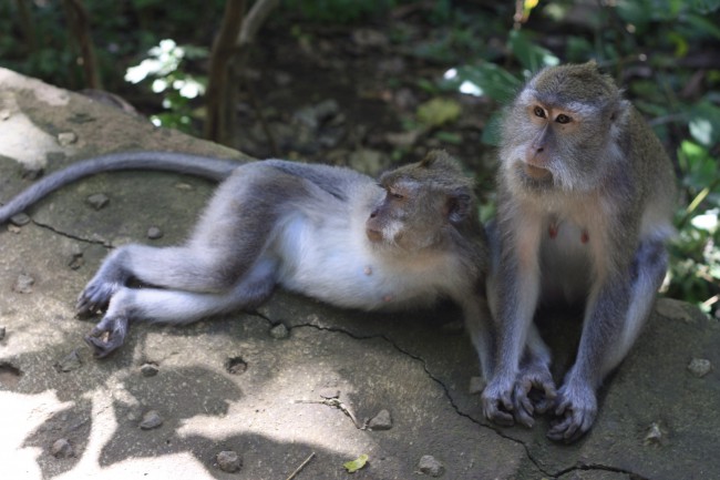 Monkeys in Ubud, Bali
