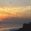 Bats at sunset Tanah&nbsp;Lot