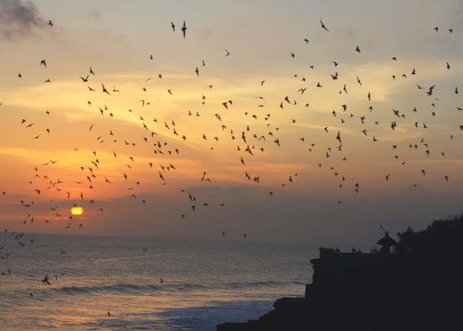 Bats at sunset Tanah Lot