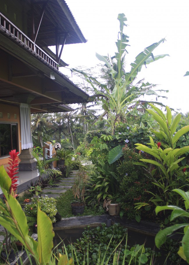 the back garden of our house in the ricefields