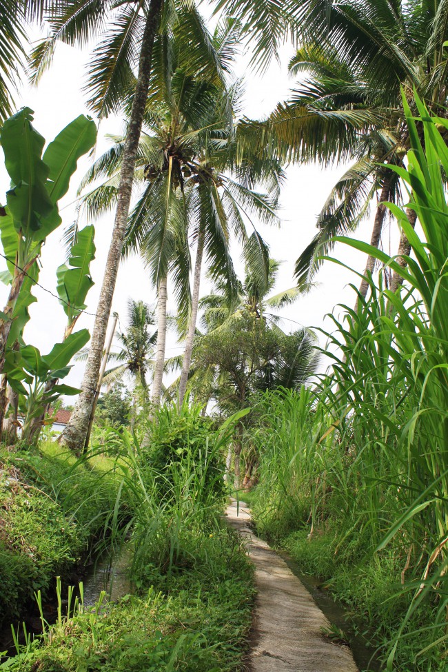 The path to our house