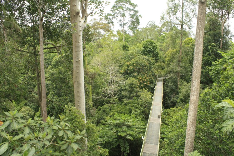 Rainforest Discovery Center, sepilok