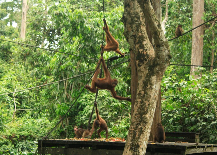 Sepilok Orangutan Rehabilitation Center