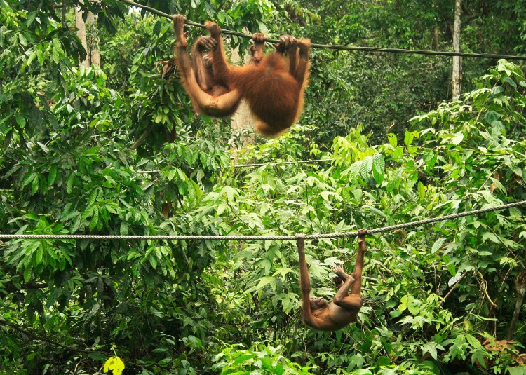 Sepilok Orangutan Rehabilitation Center